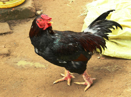 Làng nuôi gà Móng “nhộn nhịp” phục vụ tết Nguyên đán